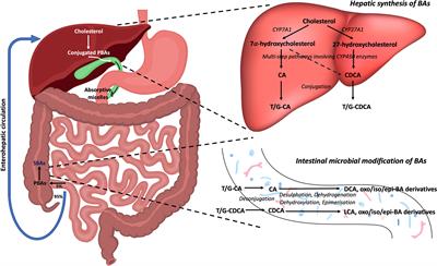 The Emerging Role of Bile Acids in the Pathogenesis of Inflammatory Bowel Disease